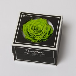 Rose stabilisiert XL
