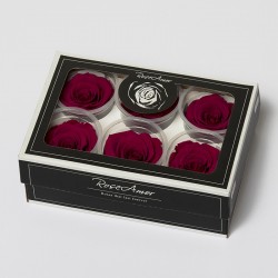 6 Rosen stabilisiert