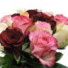 roses rouges sans verdure