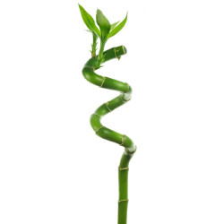 lucky bamboo