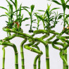 lucky bamboo