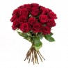 roses rouges sans verdure