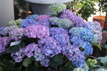 Blaue Blumen